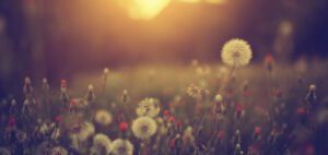 Comparison Is the Thief of Contentment
